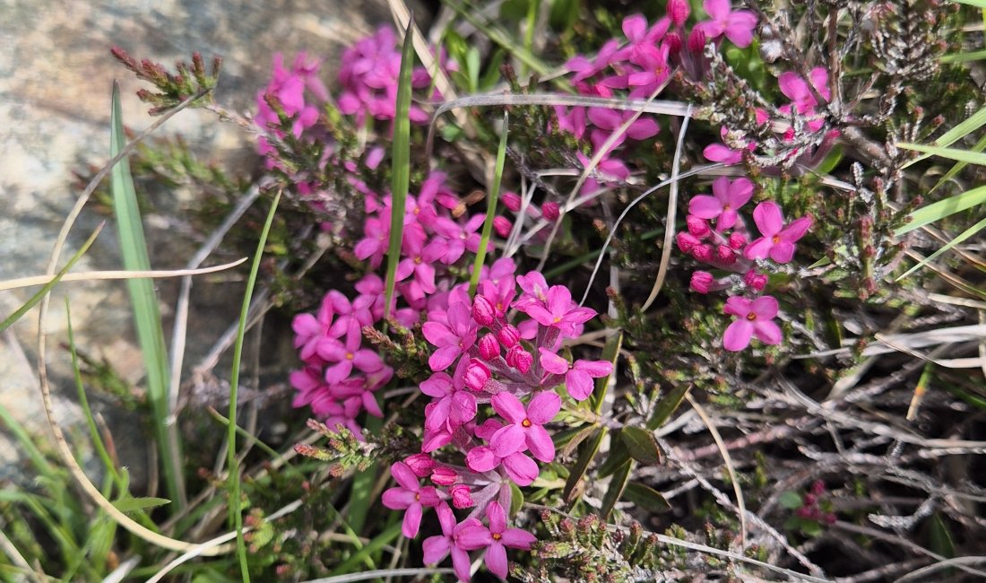 Fiori di Dafne Odorosa, simbolo del Beigua