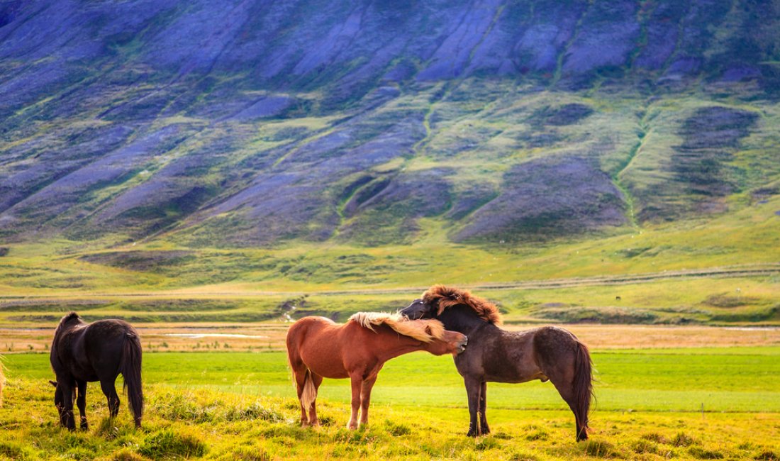 I cavalli sono una presenza costante negli spazi aperti d'Islanda. Credits Alexey Stiop / Shutterstock