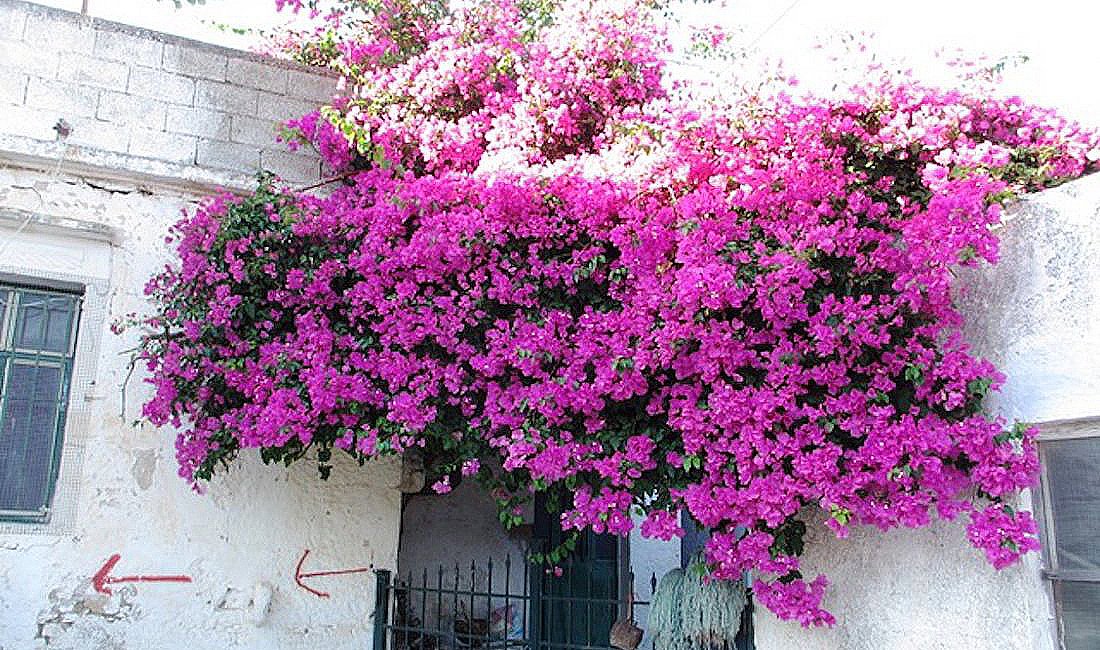 Bougainvillea © Roberta Isceri