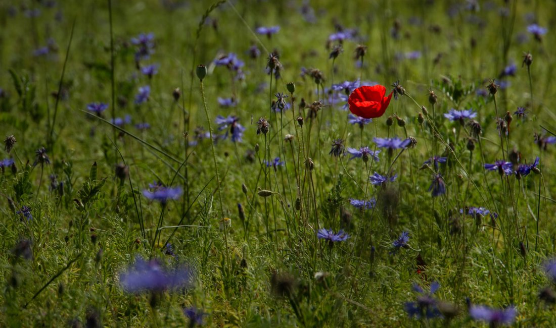 Fioritura a Castelluccio | Credit Francesco Zagaglia