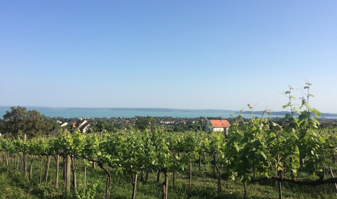 Vigneto a Paloznak con vista sul Lago Balaton © Erika Scafuro