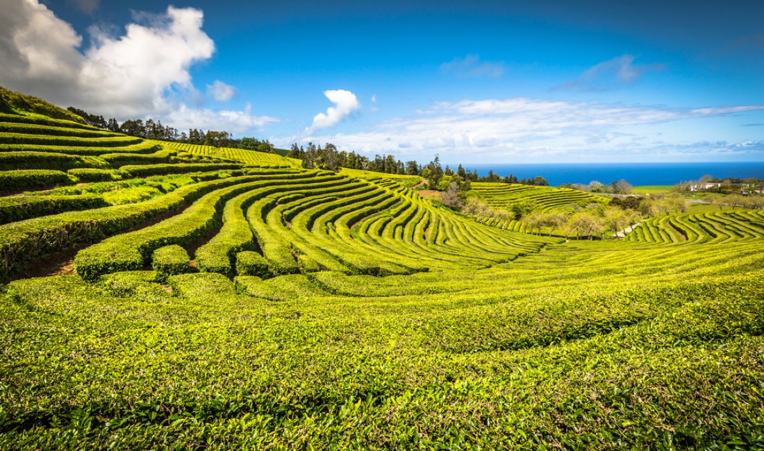Le piantagioni di tè di Porto Formoso. Credits Lukasz Janyst / Shutterstock