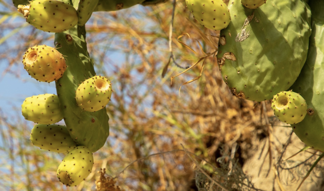 Fichi d’india