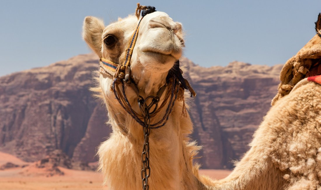 Un simpatico cammello Giordano | copy di Elisa Polini e Luca Landoni