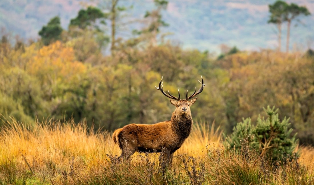 Un bell'esemplare di cervo. Credits agaglowala / Shutterstock