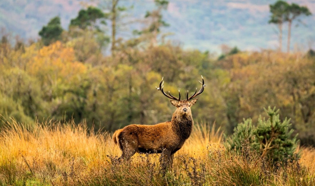 Un bell'esemplare di cervo. Credits agaglowala / Shutterstock