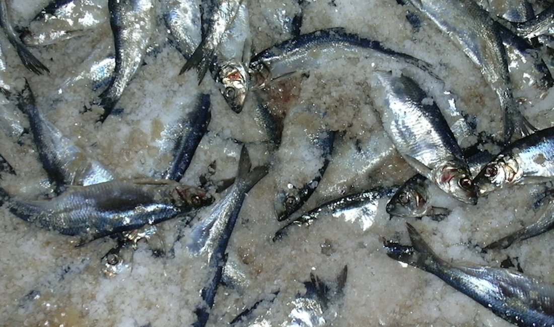 Herøy: salatura delle aringhe