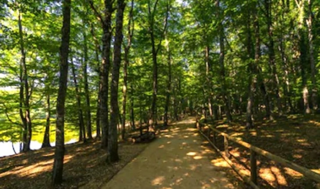 Nel cuore della Foresta Umbra