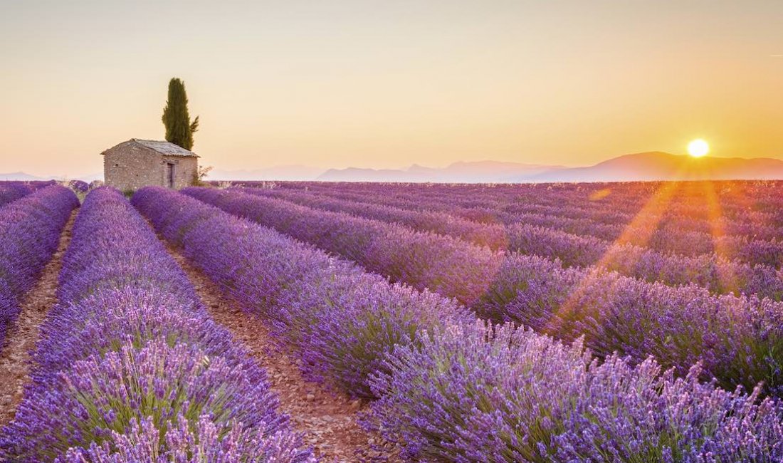 Lavanda in Provenza