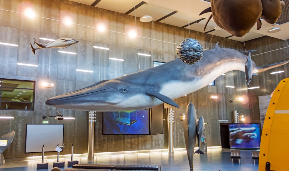 Museu da baleia, Madeira