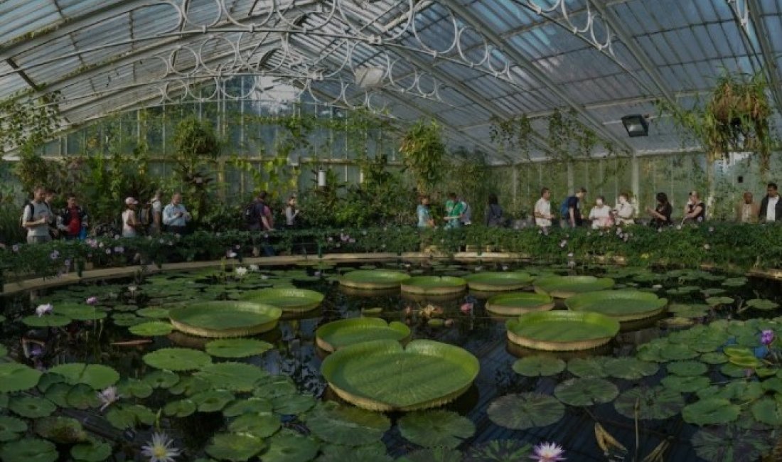 Kew Gardens, serra delle ninfee