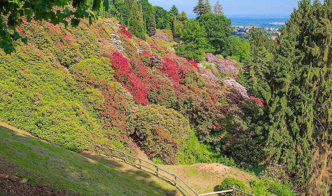 La fioritura dei rododendri alla Burcina