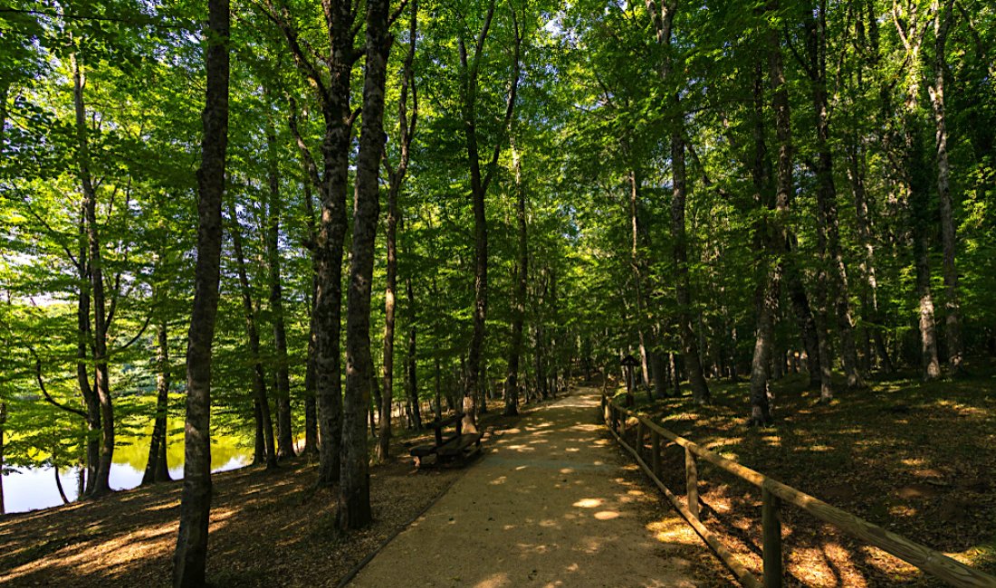 Nel cuore della Foresta Umbra. Credits Francesco Bonino / Shutterstock