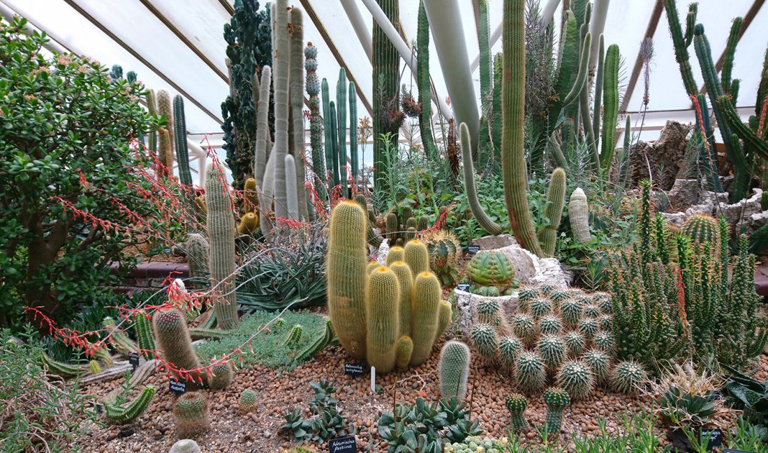 Messico? No, Barbican Conservatory a Londra