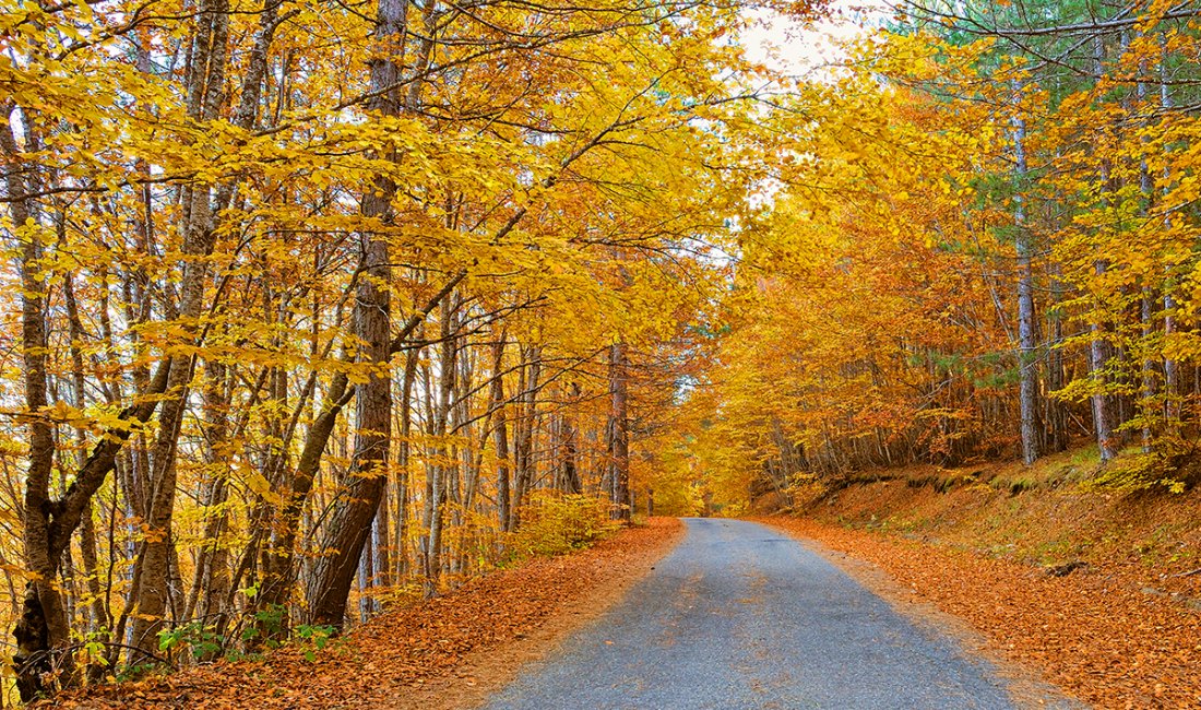 Foliage nella Sila. Credits Dionisio iemma / Shutterstock