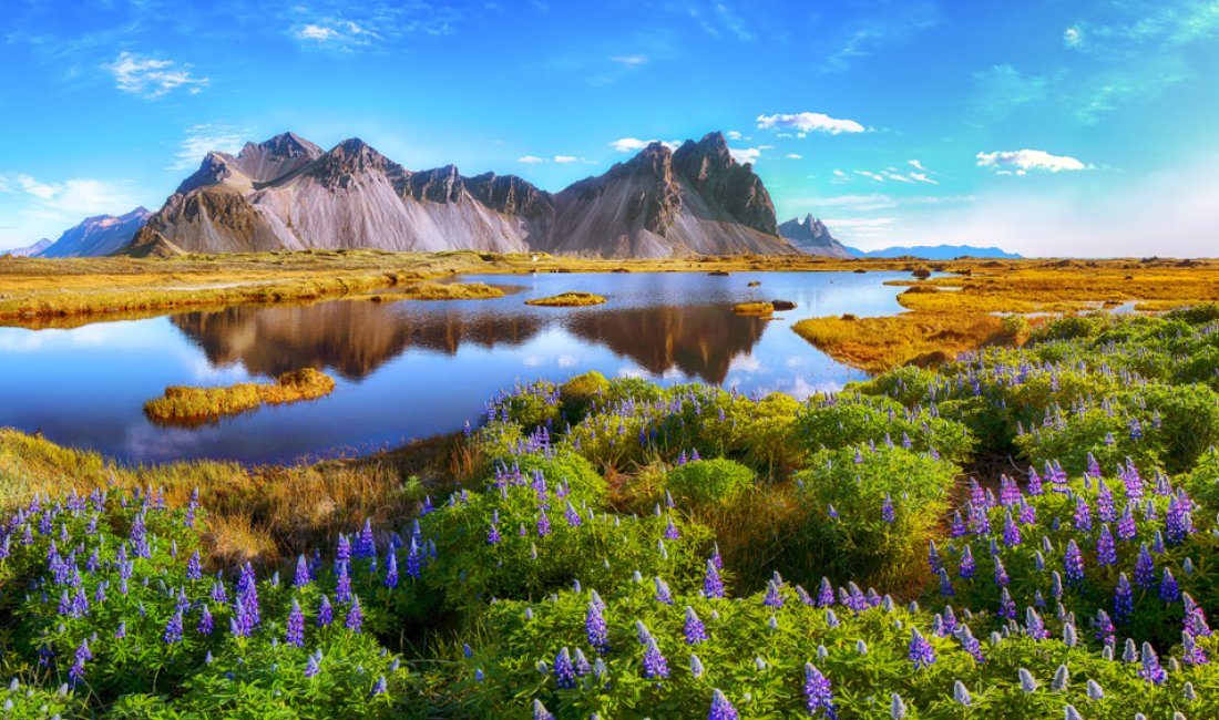 Islanda, un tripudio di fiori