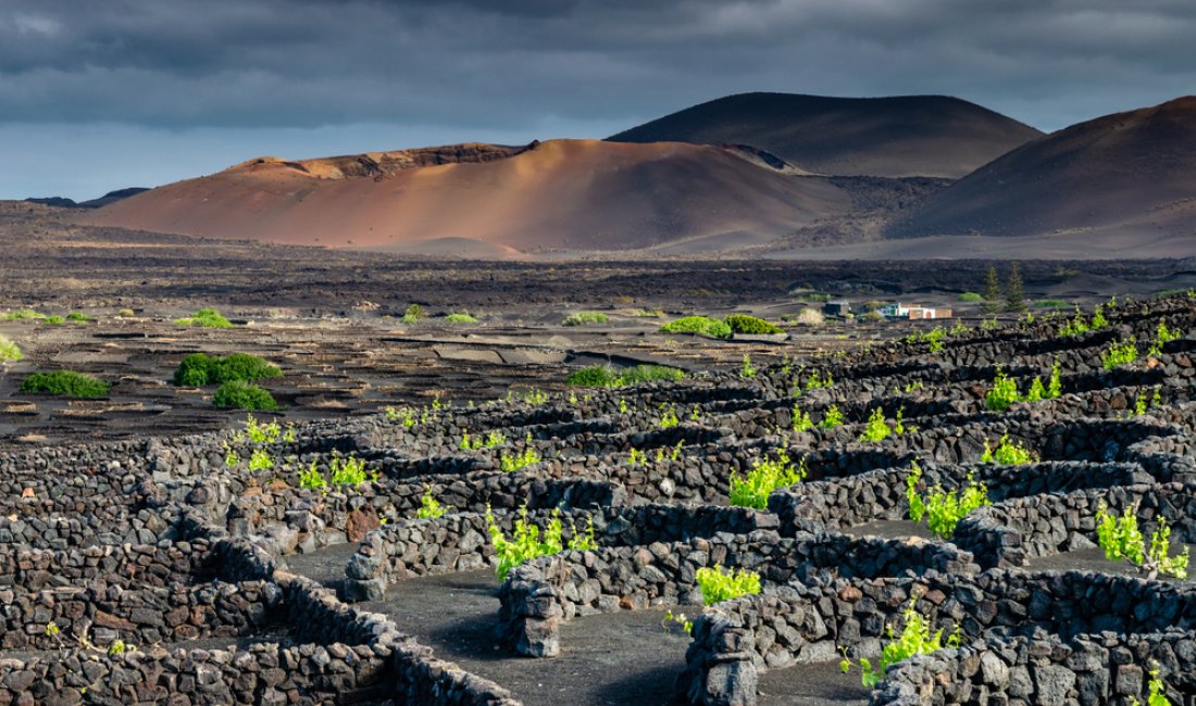 Lanzarote, vigneti a La Geria