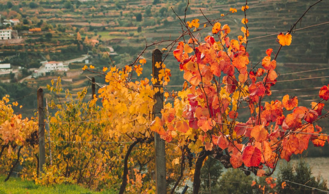 Autunno nel Douro. Credits Jacqueline Cantagalli / Shutterstock