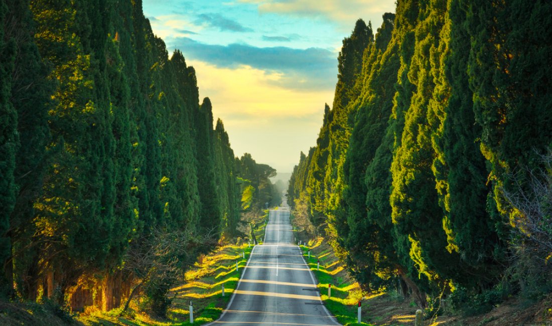 L'infilata di Cipressi di Bolgheri