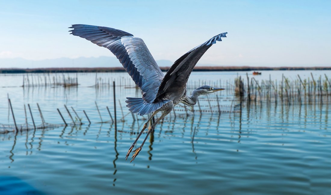 S'Albufera, uno splendido airone grigio spicca il volo