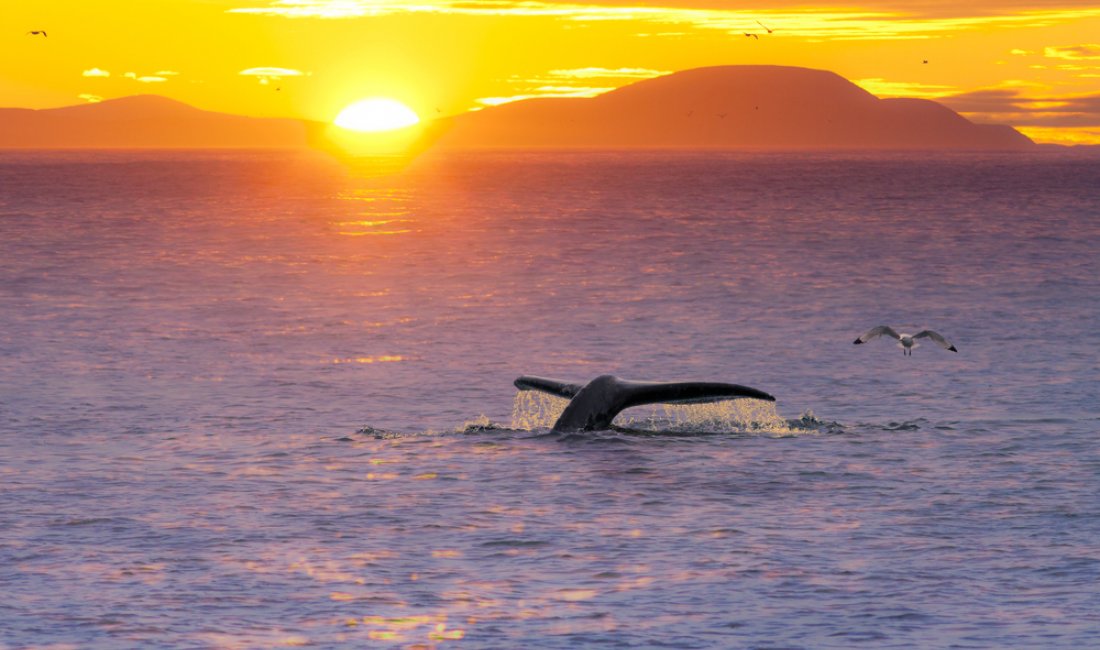 Un'alba radiosa nel Mare di Bering