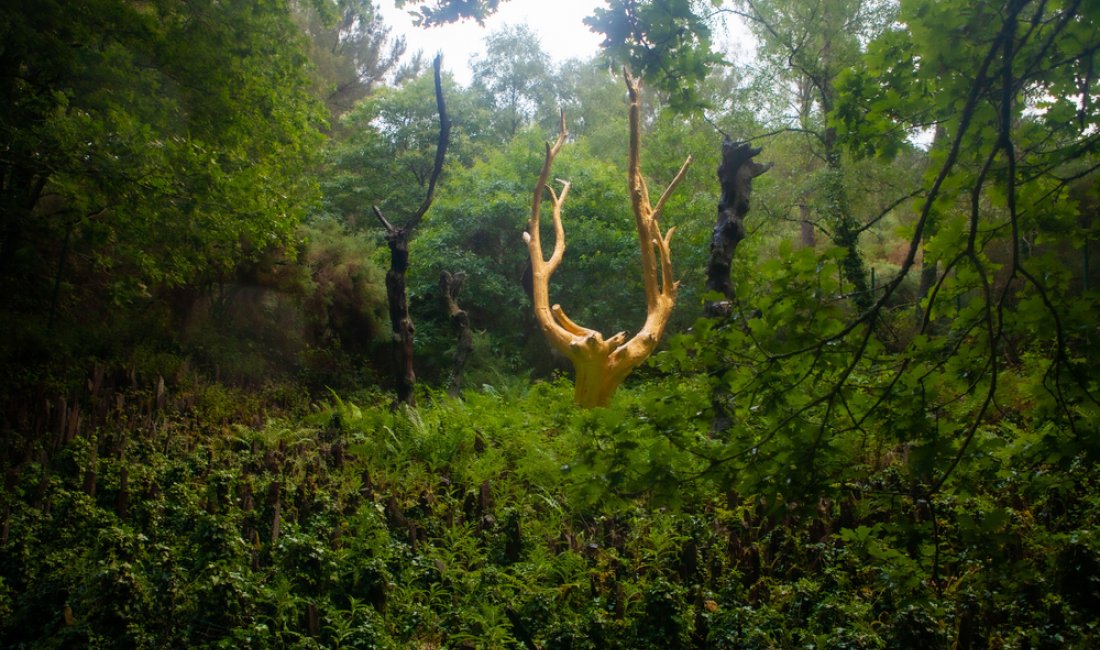 Nella foresta di Brocéliande