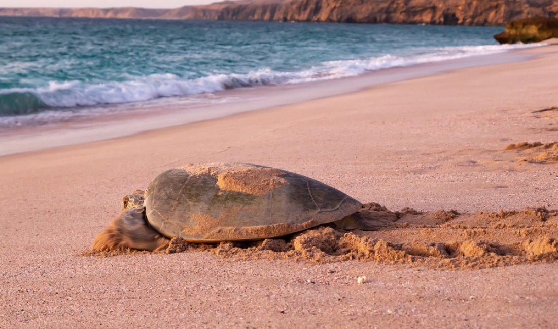 Una tartaruga si dirige verso il mare sulla spiaggia di Ras Al Jinz. Credits Dr. Juergen Bochynek / Shutterstock