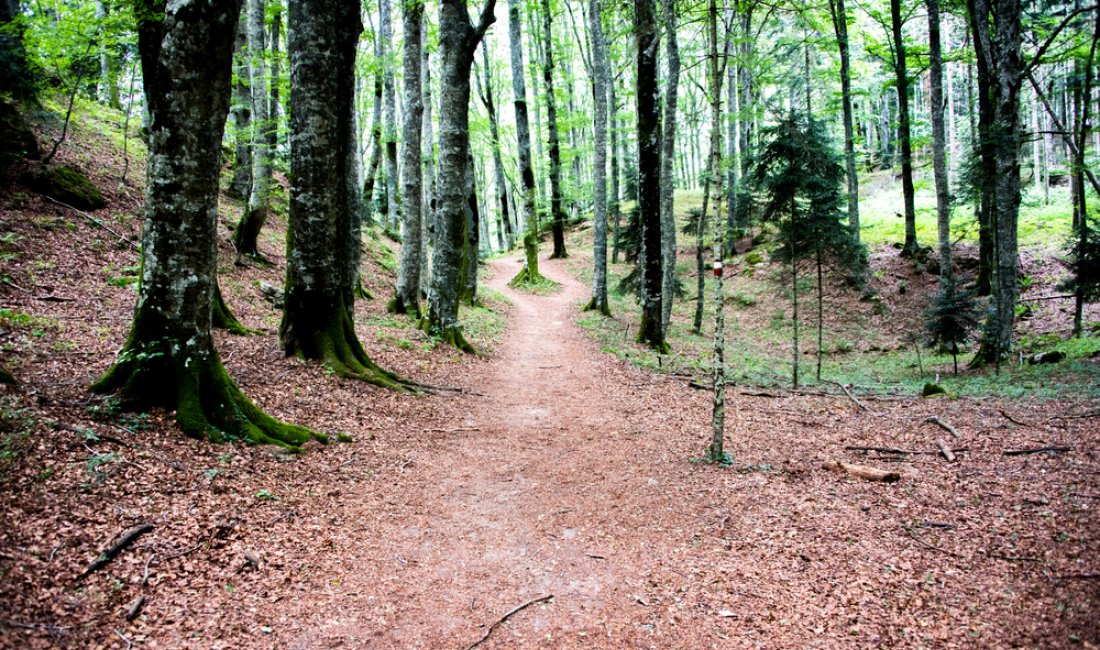 Casentino, nella selva...