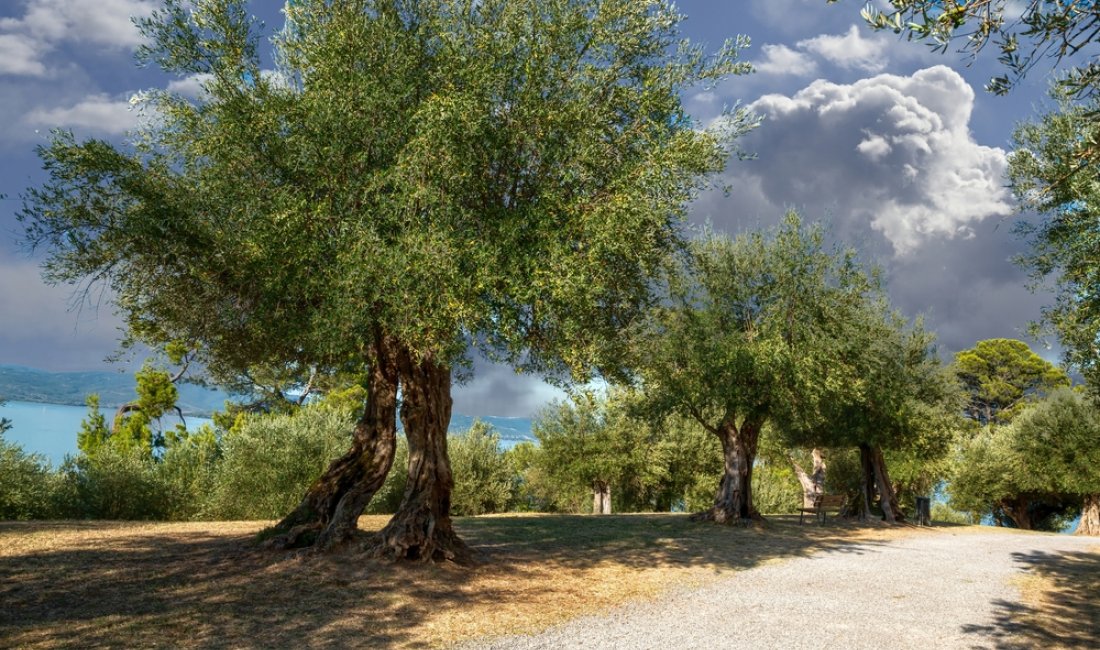 Umbria, camminando tra gli ulivi