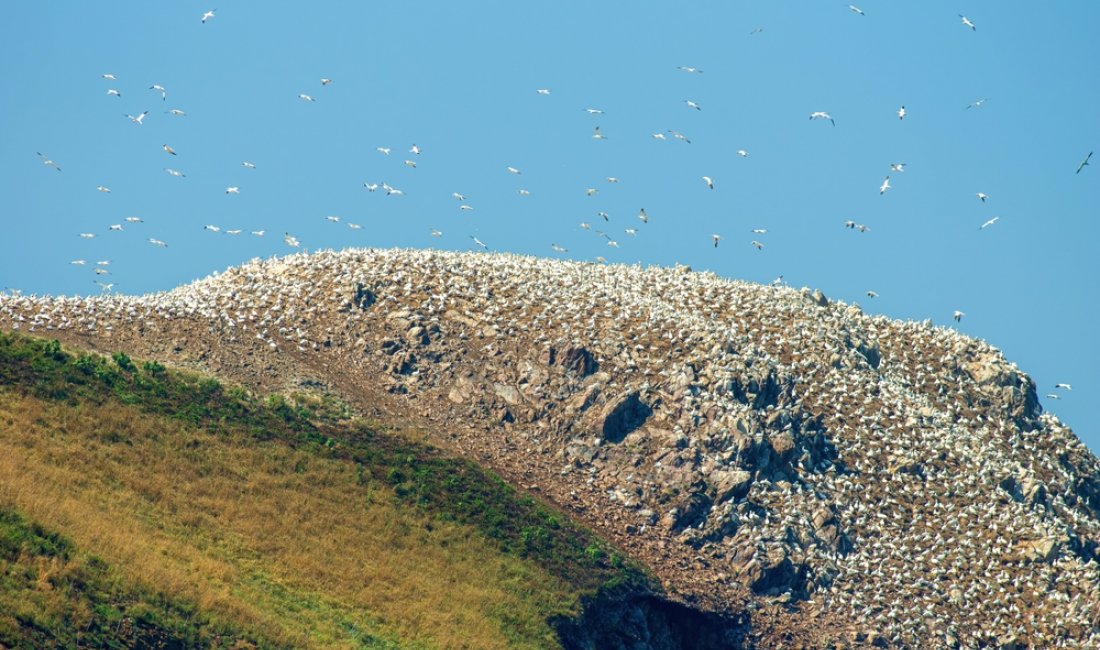 Uccelli marini alle Sept-Îles. Credits Kluciar Ivan / Shutterstock