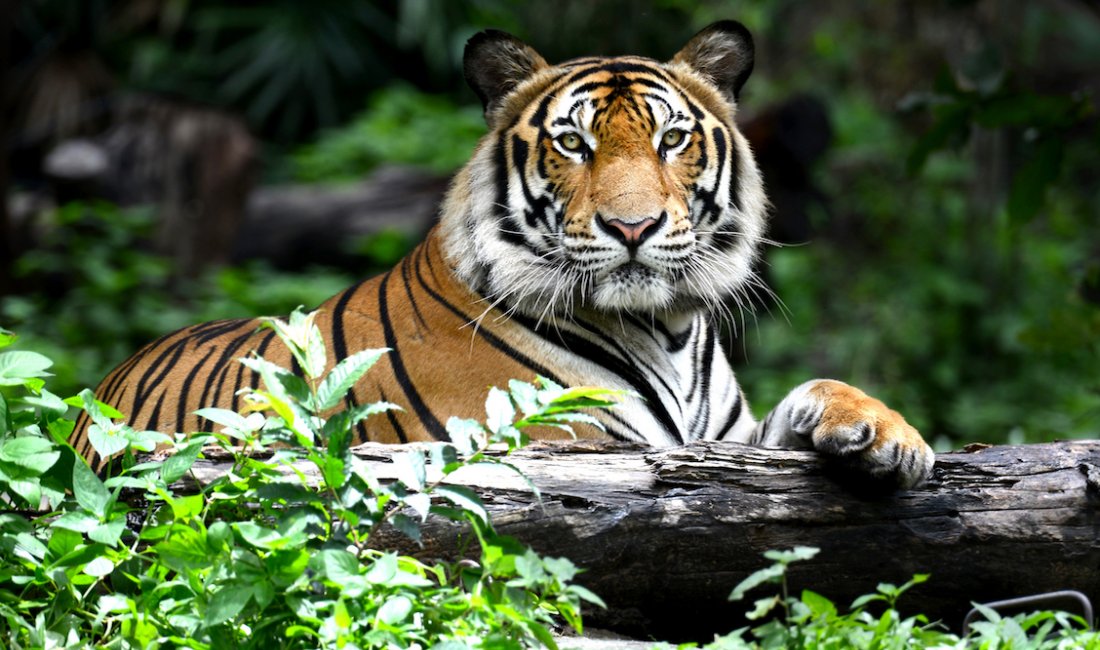 Tigre del Bengala: lo scatto definitivo (ma che non sia l’ultimo!)