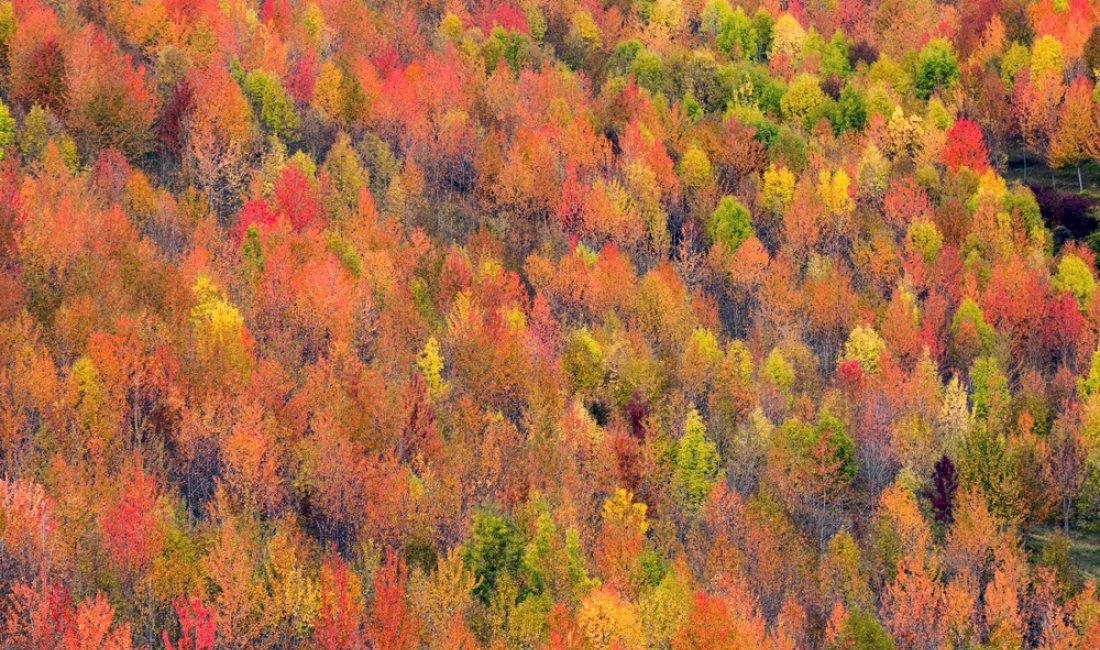 Foreste casentinesi, tavolozza di foliage