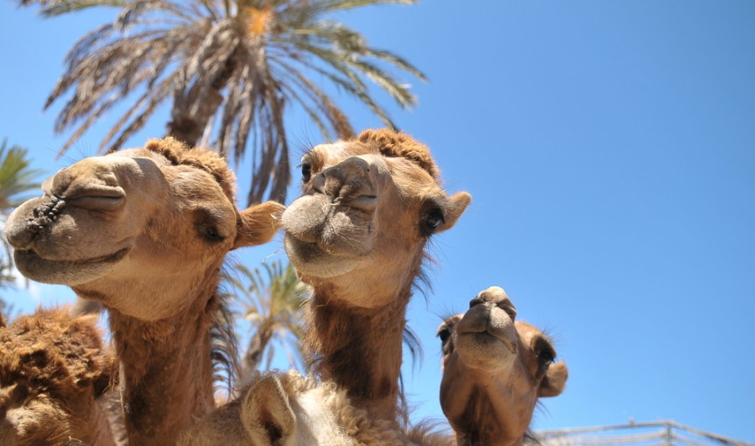 Fuerteventura: ospiti dell'Oasis Park...