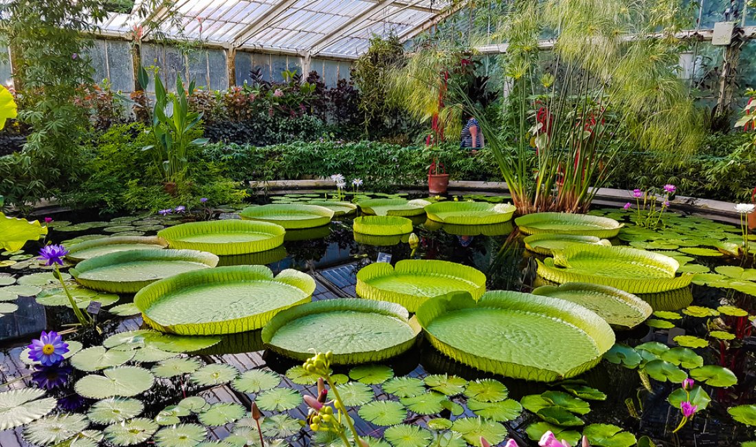 Kew Gardens, serra delle ninfee