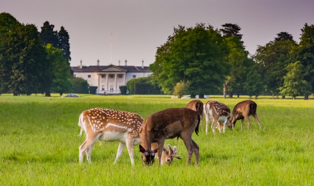 Daini selvatici a Phoenix Park. Credits Fotoaray / Shutterstock