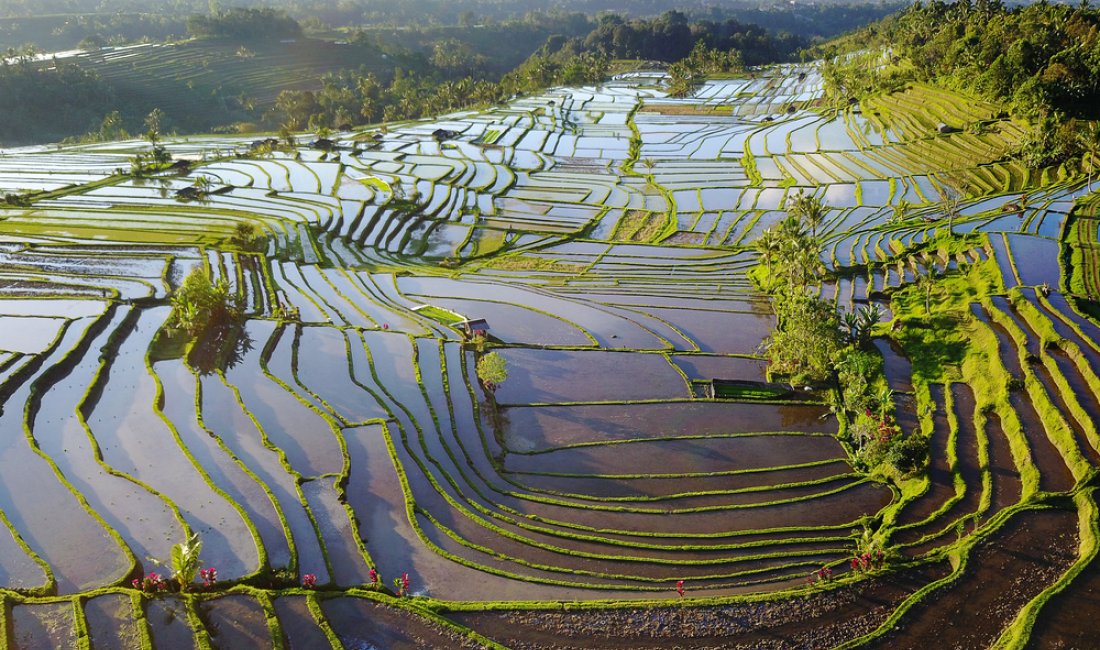 Bali, le splendide risaie di Jatiluwih