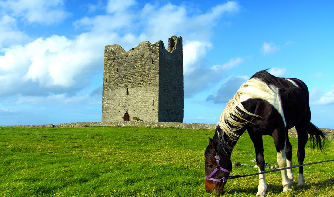 Un cavallo a Sligo
