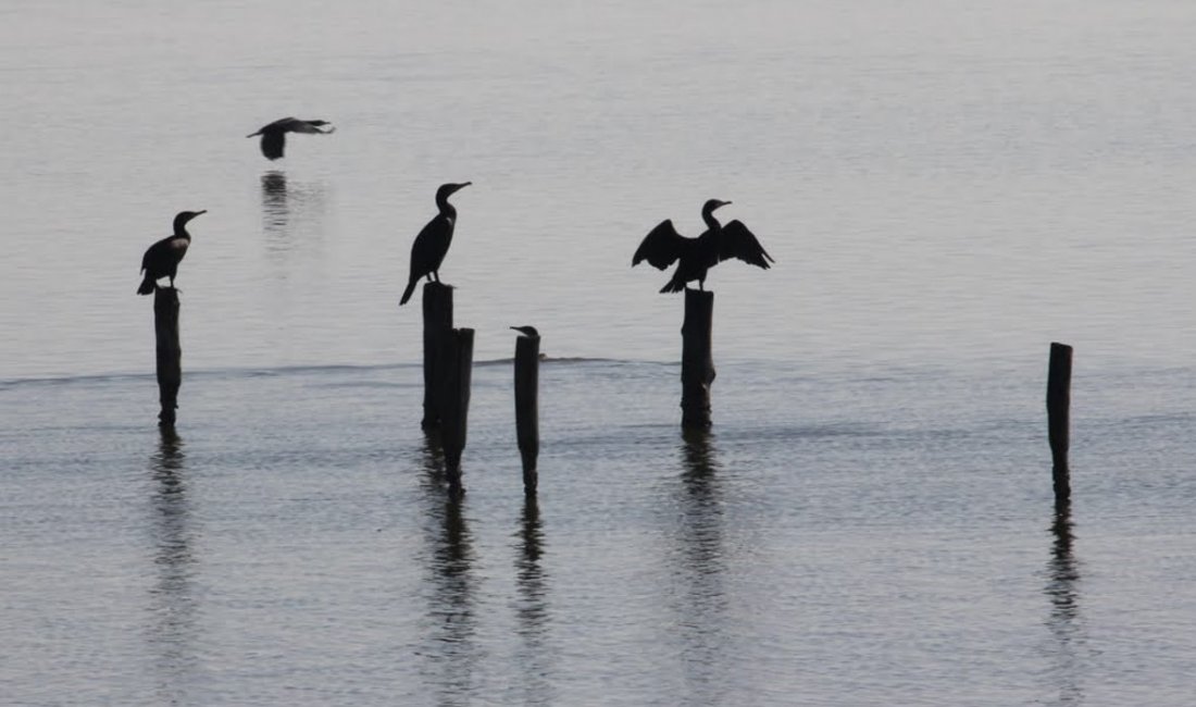Uccelli in laguna | Credit Lilli e Umberto Miele