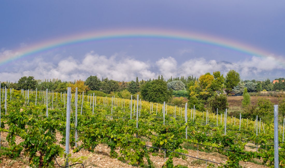 Il vino in Provenza nasce dalla meraviglia